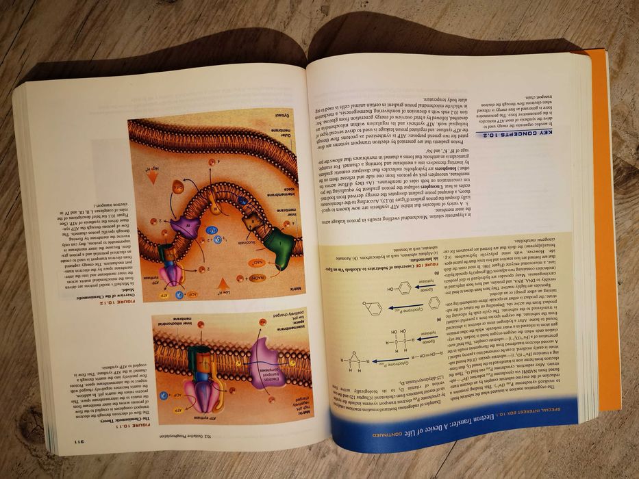 Livro Bioquímica - McKee
