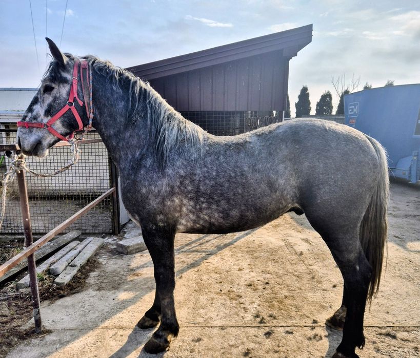 Sprzedam ogiera śląskiego