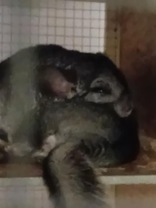 Dwie szynszyle do adopcji