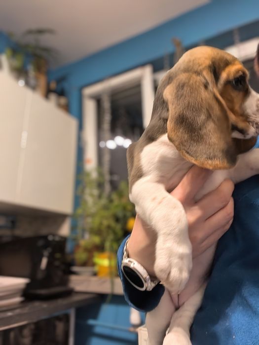 Beagle Tricolor Suczka do odbioru