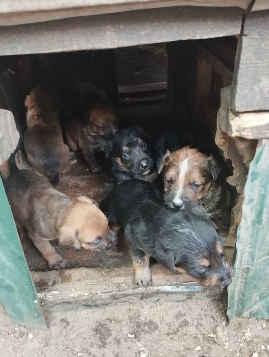 Продам за символичную цену щенят