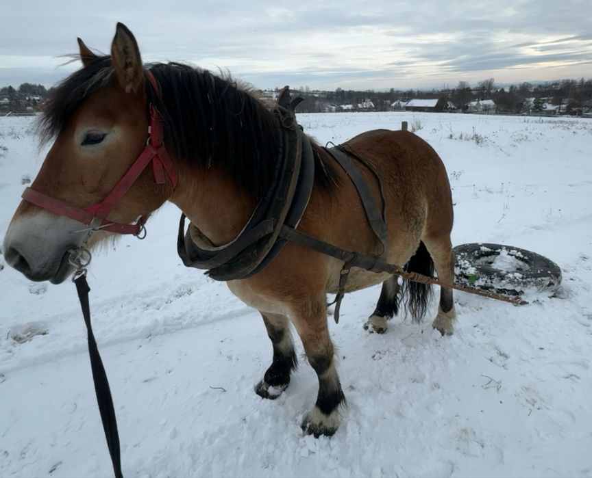Klacz zimnokrwista PKZ