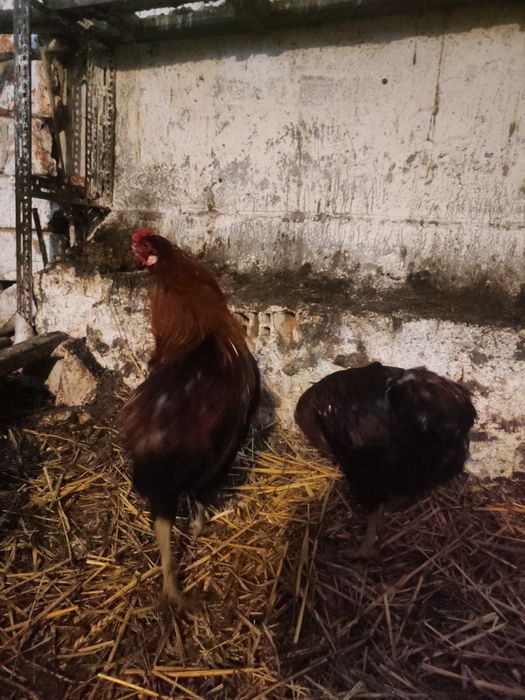 Koguty czystej krwi rasy araukana bezogoniasta