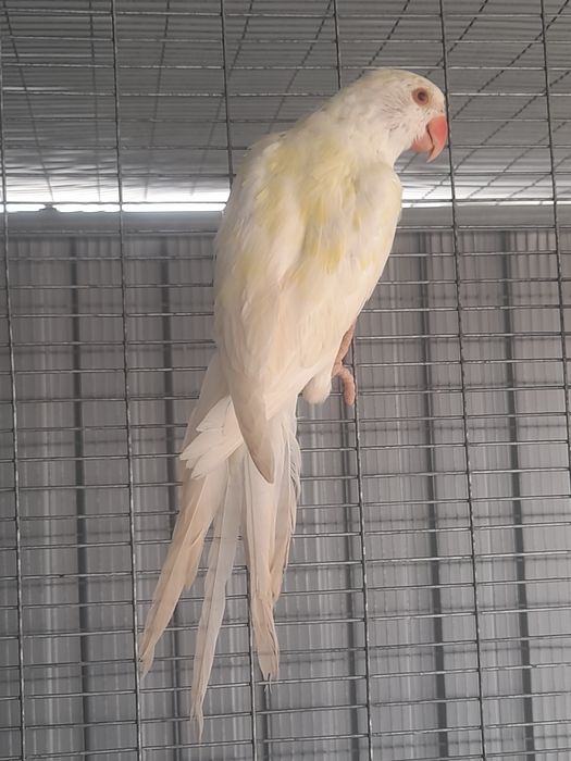 Venda de ring necks