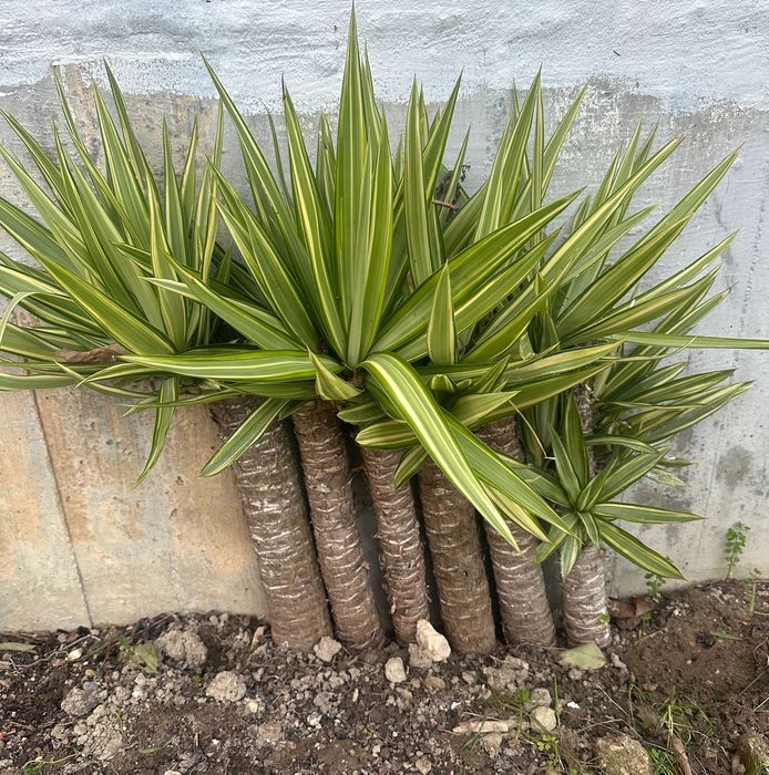 Palmeiras Yucca  – Prontas a Plantar | Excelente Oportunidade