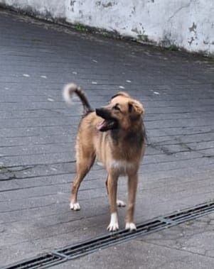 Caozinho de 10 mesinhos para adopção