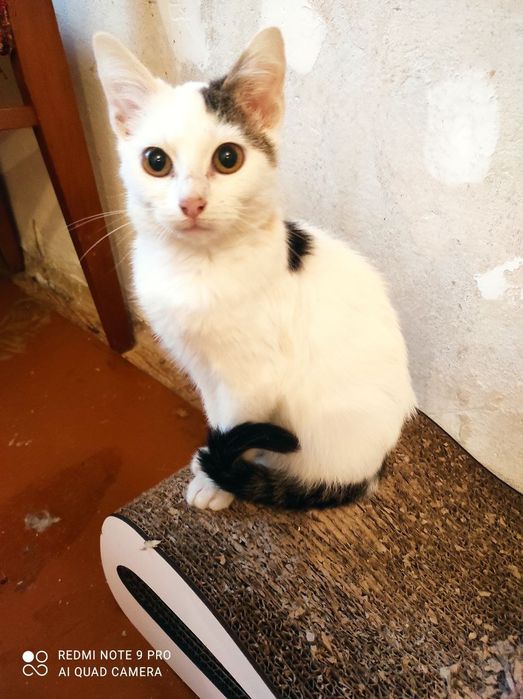 Котики и кошечки