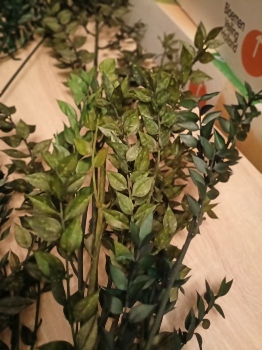 suszone rośliny zielony ruszczyk kolczasty ruskus