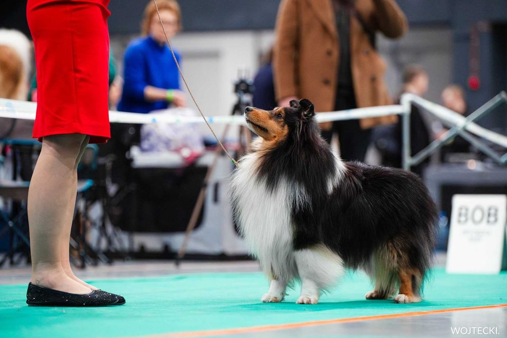 Owczarek Szetlandzki Sheltie ZKwP/FCI - Suczka