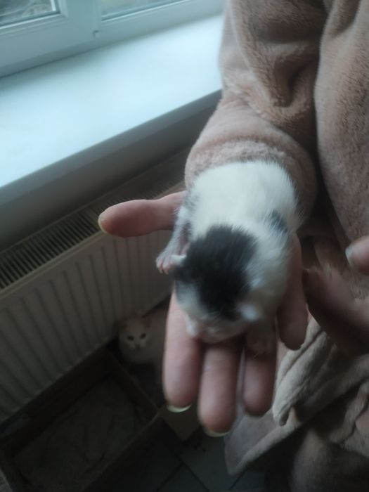 Отдам котят  красивый