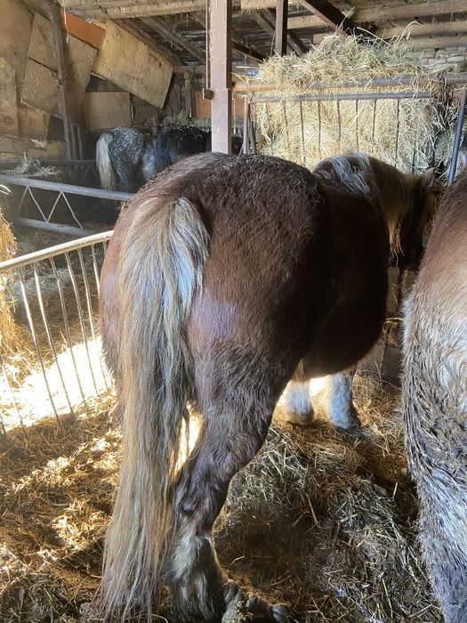 Sprzedam klacz kasztanowatą