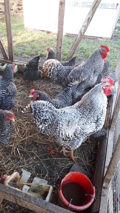 Інкубаційні яйця курей породи Амрокс