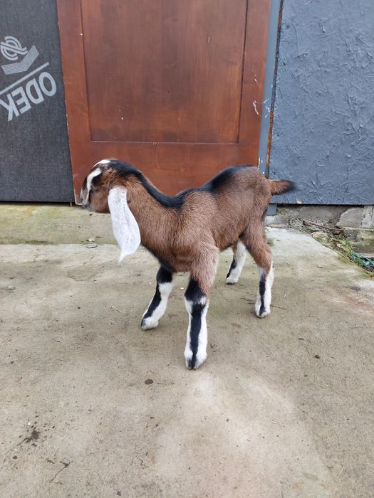 Козлик 100% англонубиец