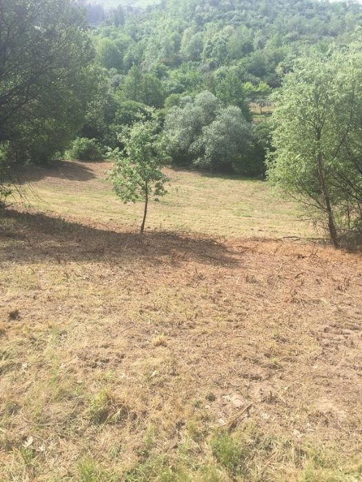 Desmatação e limpeza de floresta, matas, terrenos e árvores