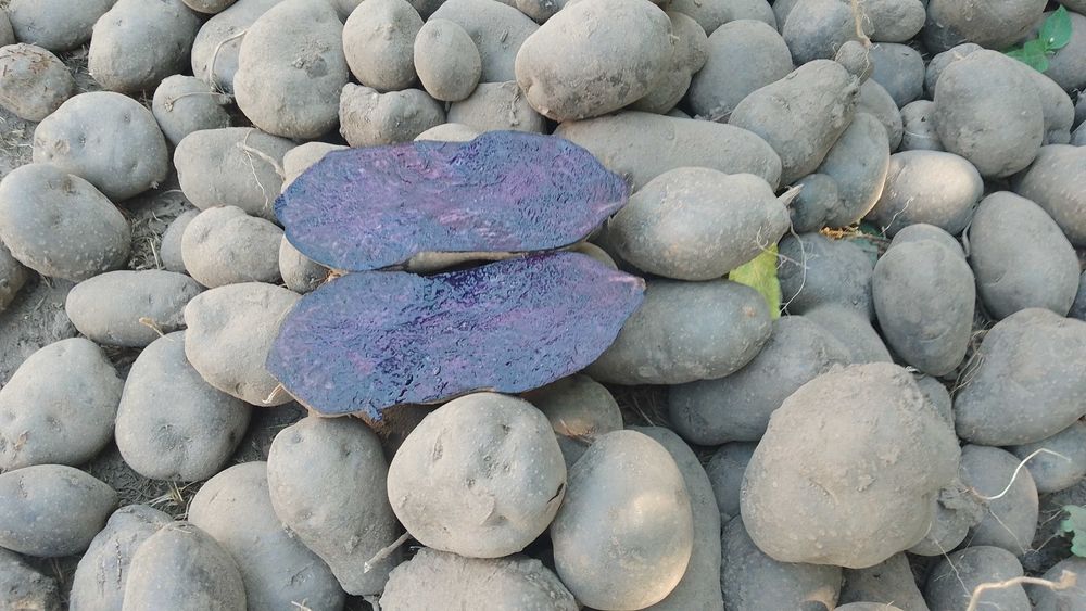 Продам картоплю фіолетову, сорт Солоха врожай 2024 року