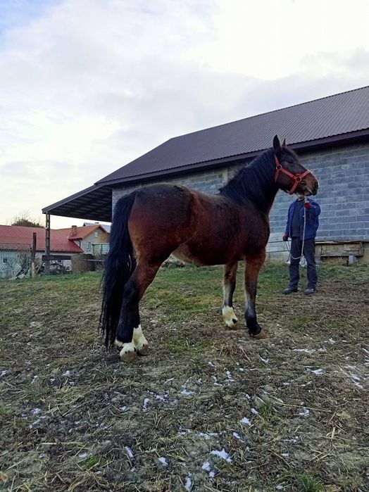 Witam sprzedam klacz