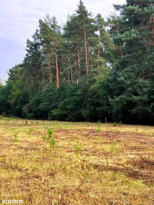 Działka przy ścianie lasu Nieborowice ul. Cicha - Widok 5
