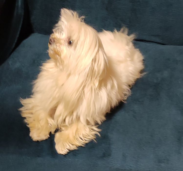 мальтийская болонка мини мальчик