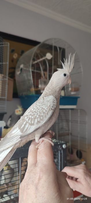 Papugi Nimfy na sprzedaż