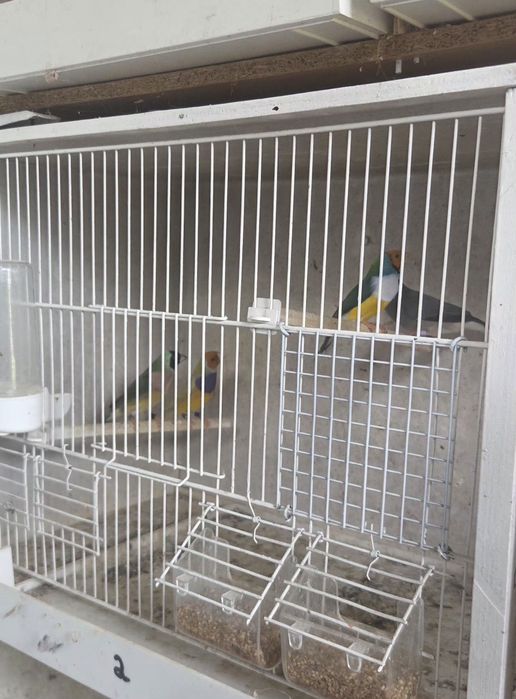 Diamantes gould 2026/ pardal de java