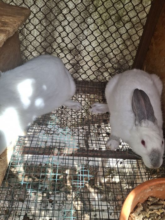 Coelhos de grande porte