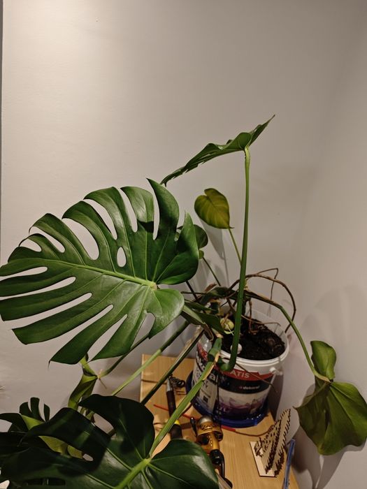 Monstera Deliciosa