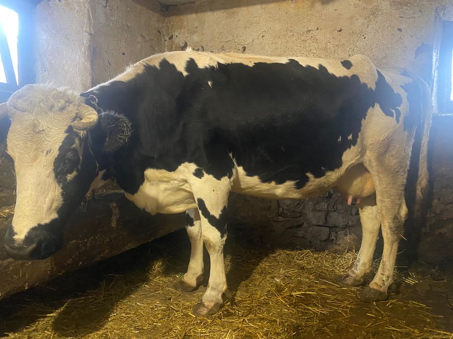 Продам гарну дійну корову