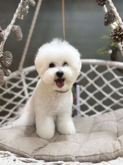 Бишон  фризе  девочки