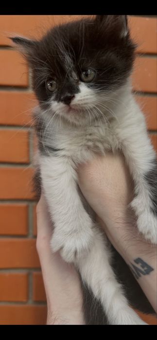 Бесплатно котята мальчик и девочка