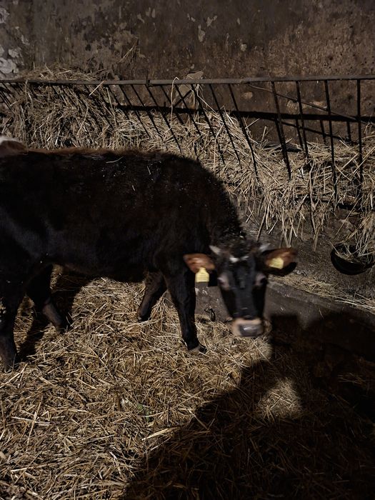 Jałówka jersey nadająca się na krowe