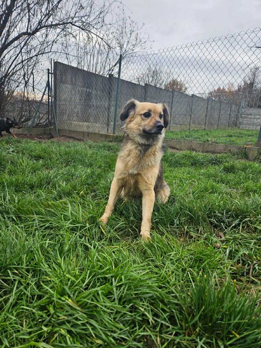 Parys piesek do adopcji