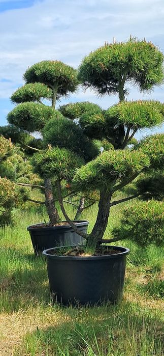 bonsai sosna bonsai 250-300cm super jakość producent