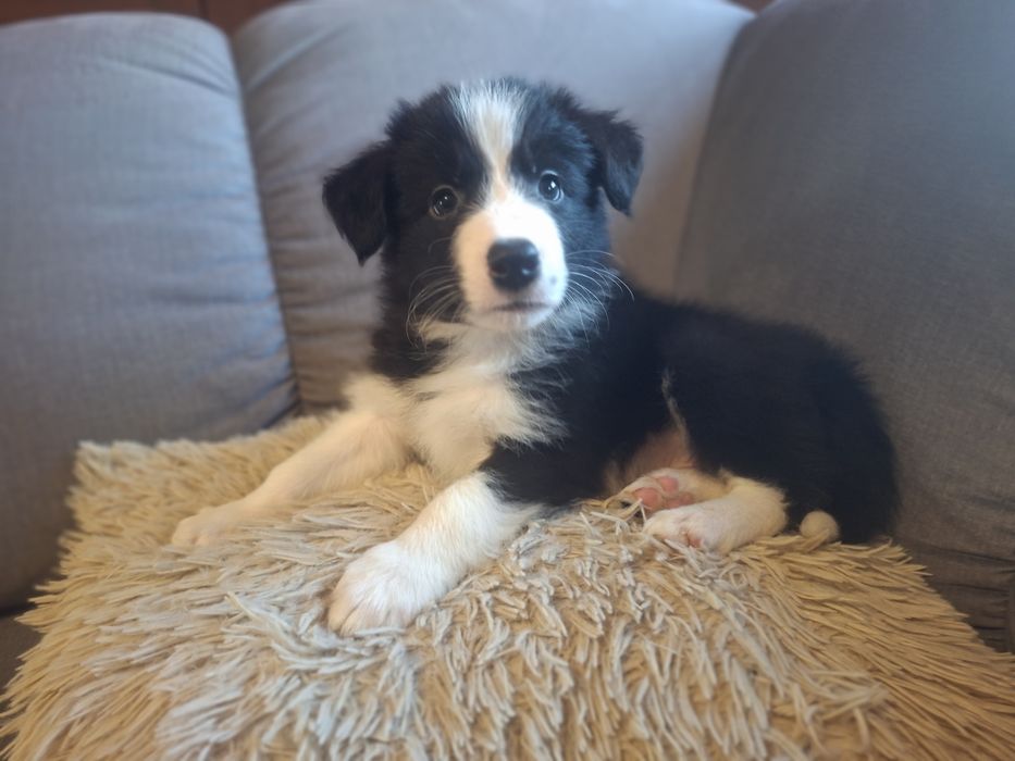 Border Collie piękny szczeniak piesek czarno - biały:-) cud natury