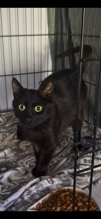 Śliczna koteczka do adopcji
