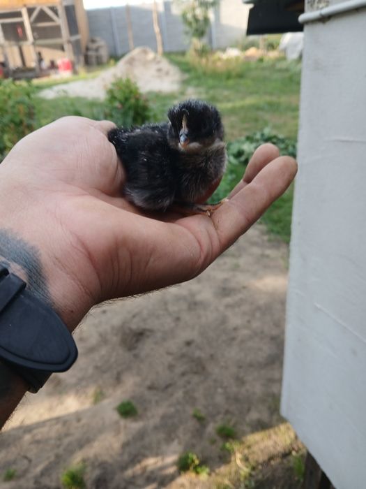 Pisklęta liliput (cwerg) perliczki indyki marans Ayam Cemani