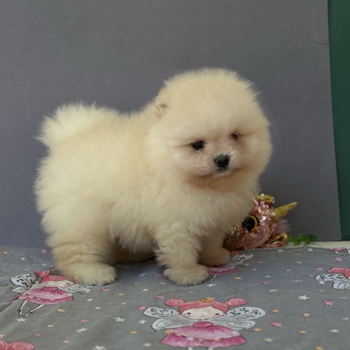 чудовий ведмедик шоу классу