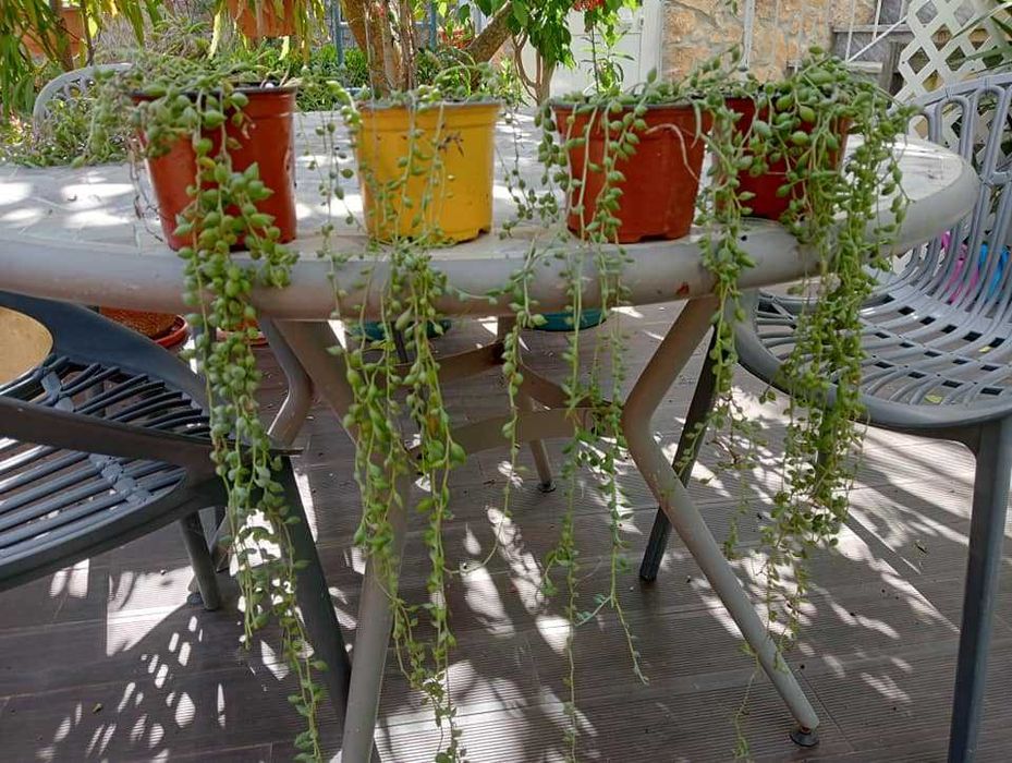 Planta natural, colar-de-pérolas, cordão-de-ervilhas e rosário