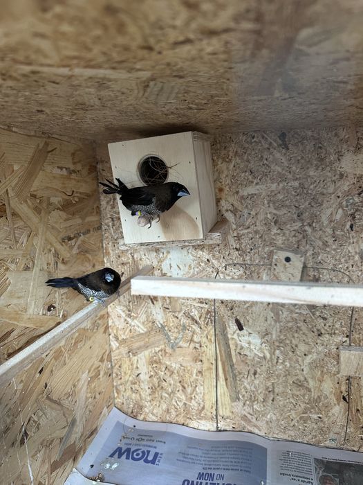 Bengalins do japão para ceder