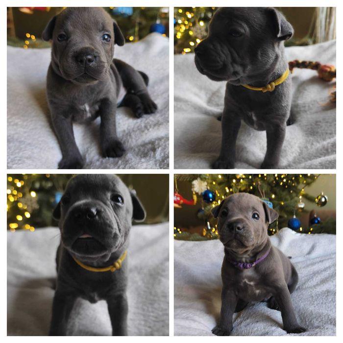 Staffordshire bull Terrier -Staffik- Błękitny piesek