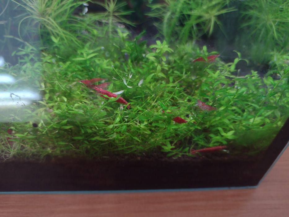 Krewetki Red Cherry mocno czerwone