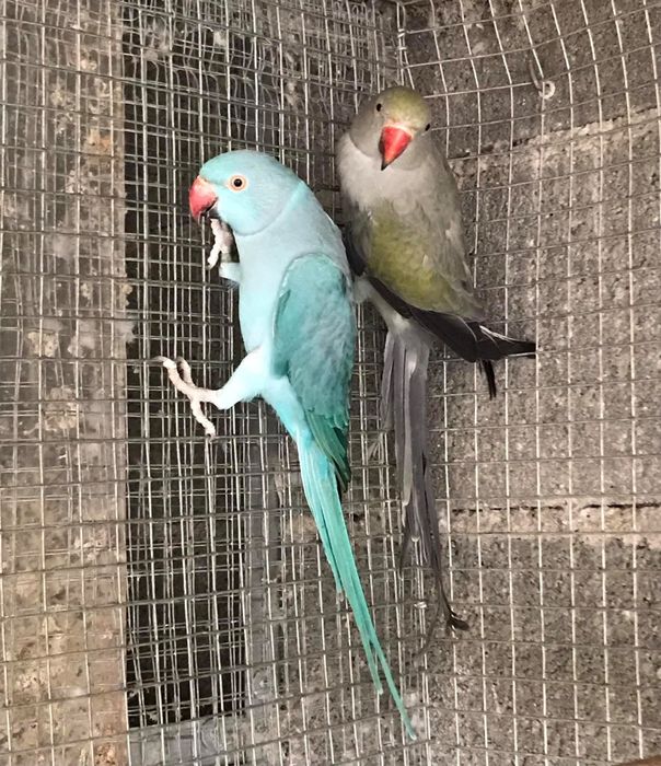 Ring Necks casais  entre outros