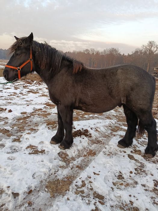 Ogierek zimnokrwisty