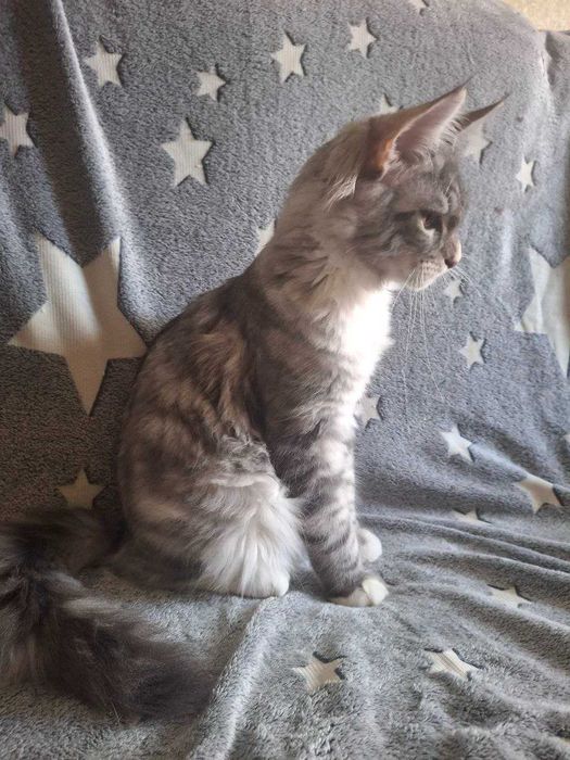 Продам котенка породы Мейн-кун