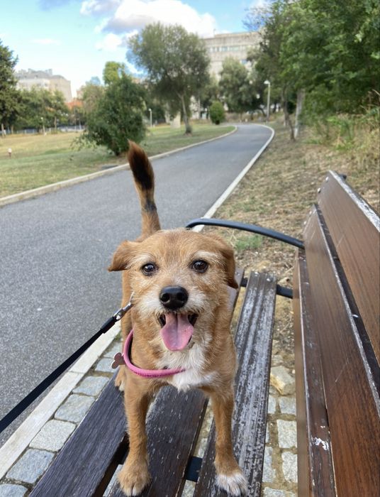 PetSitting, zona de Lisboa