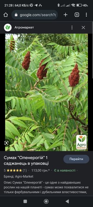 Продам деревця олені рога