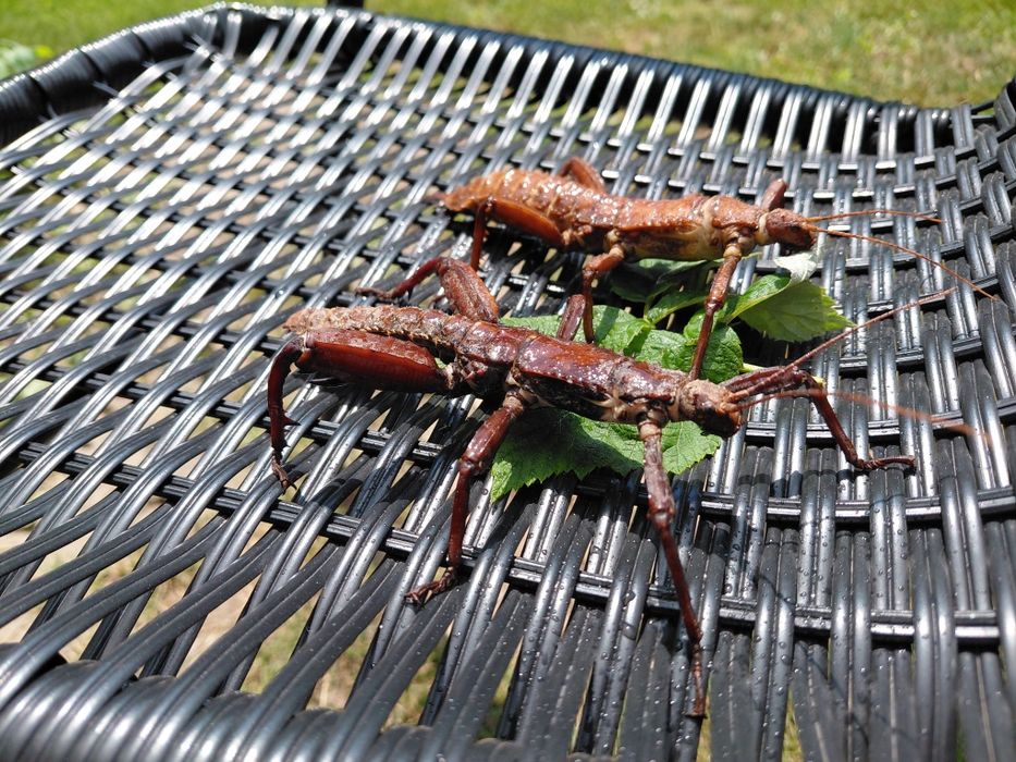 Straszyki nowogwinejskie Eurycantha calcarata