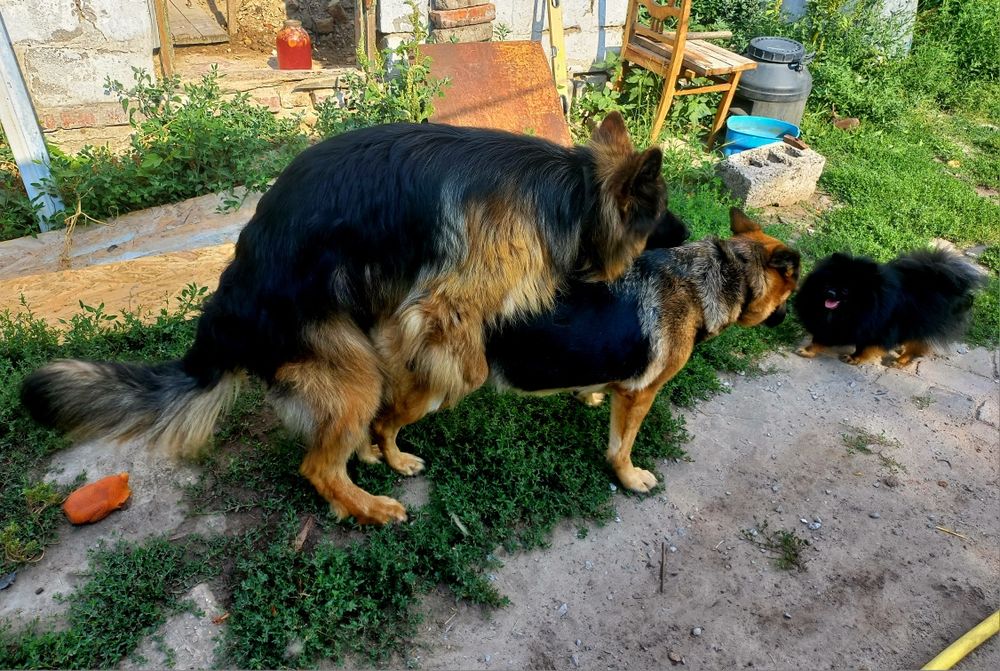 Немецкая овчарка вязка