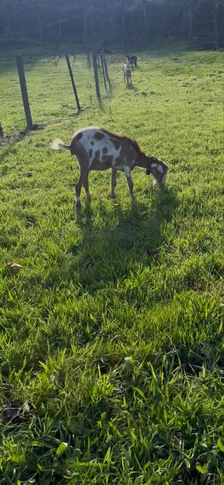 Tres Cabras porte grande