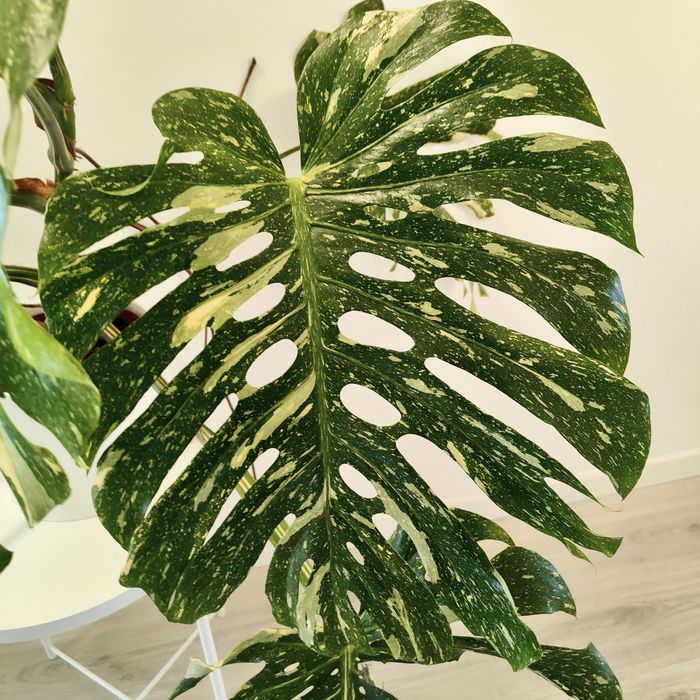 Monstera Thai constellation // planta rara