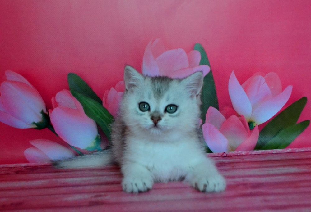 Розкішні кошенята срібляста шиншила